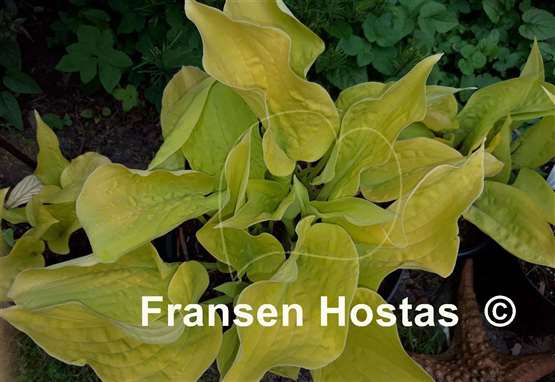 Hosta Southern Gold